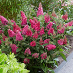 Pack 2 Butterfly Bushes Live Plant, Fragrant Buddleia Bush Shrub, 4 to 9 Inch Tall (Red Pink Blooms)