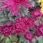 Chrysanthemum Plants Live 4 to 7 Inch Tall, Mums Live Plants, Vibrant Perennial Mum Plant for Planting in Garden (Dark Purple)