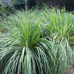 Live 10 Lemon Grass Plants for Outside, Lemongrass Plants Live, No Pot, Well Rooted, Trim Back, Fresh Fragrant Lemon Grass Stalks Plants for Outside Live
