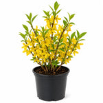Yellow Forsythia Plant in 4'' Pot, Bright Yellow Spring Blooms, Hardy Shrub for Gardens and Hedges, Starter Plant 6-10 Inches