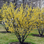Witch Hazel Live Plants in Quart Pot, 8 Months-Old Witch Hazel Plants for Planting Outdoor, Hardy Flowering Shrubs