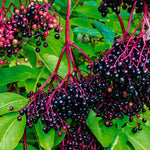 Black Elderberry Bush Tree Plant Live for Planting, 5 to 8 Inch Tall, American Elderberry Cold Hardy for Outdoor Growing, No Pot