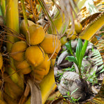 Live Coconut Tree Plant, Sprouted Yellow Coconut for Tropical Gardening, 6-8 Inch Tall for Outdoor Planting