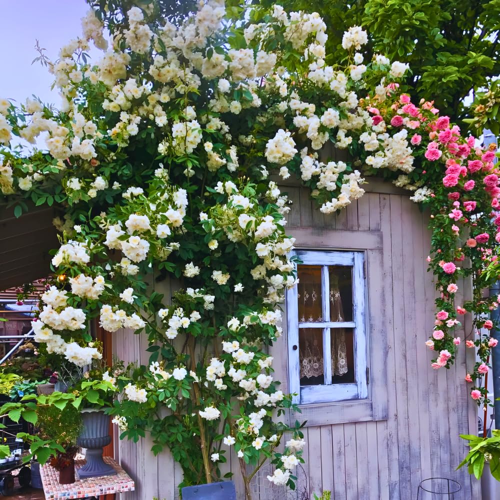 Roses Live Plant, Climbing Rose Plant Live from 5'' Tall, Bush Shrub Plants, Fragrant Flower Garden (White)