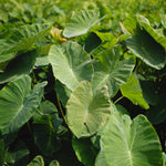 Vietnamese Taro Plant, 3-6" Tall, Taro Plant in Pot, Edible Tropical Plant for Garden Growing