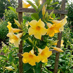 2 Yellow Mandevilla Plants Live 4–7" Tall, Live Mandevilla Flowering Tropical Vines for Patio, Containers and Backyard Landscaping