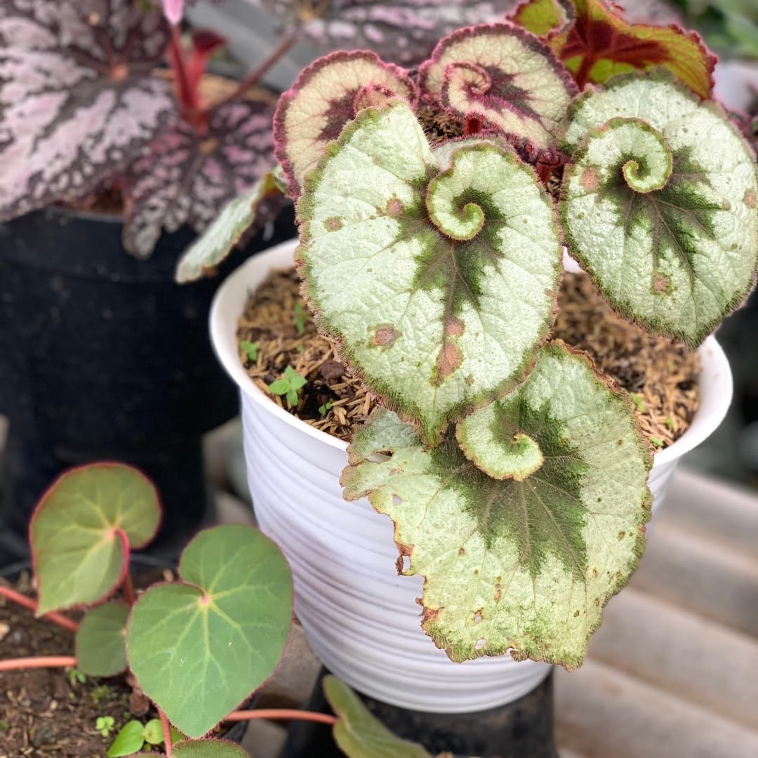 Live Begonia Plant, Indoor Flowering Houseplant, 4-8 Inches Tall, for Indoor or Outdoor Gardens (Silver Foliage)