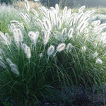 2 White Fountain Grass Plants Live, 5-9 Inch Tall Ornamental Grass Live Plants for Landscaping and Garden Borders