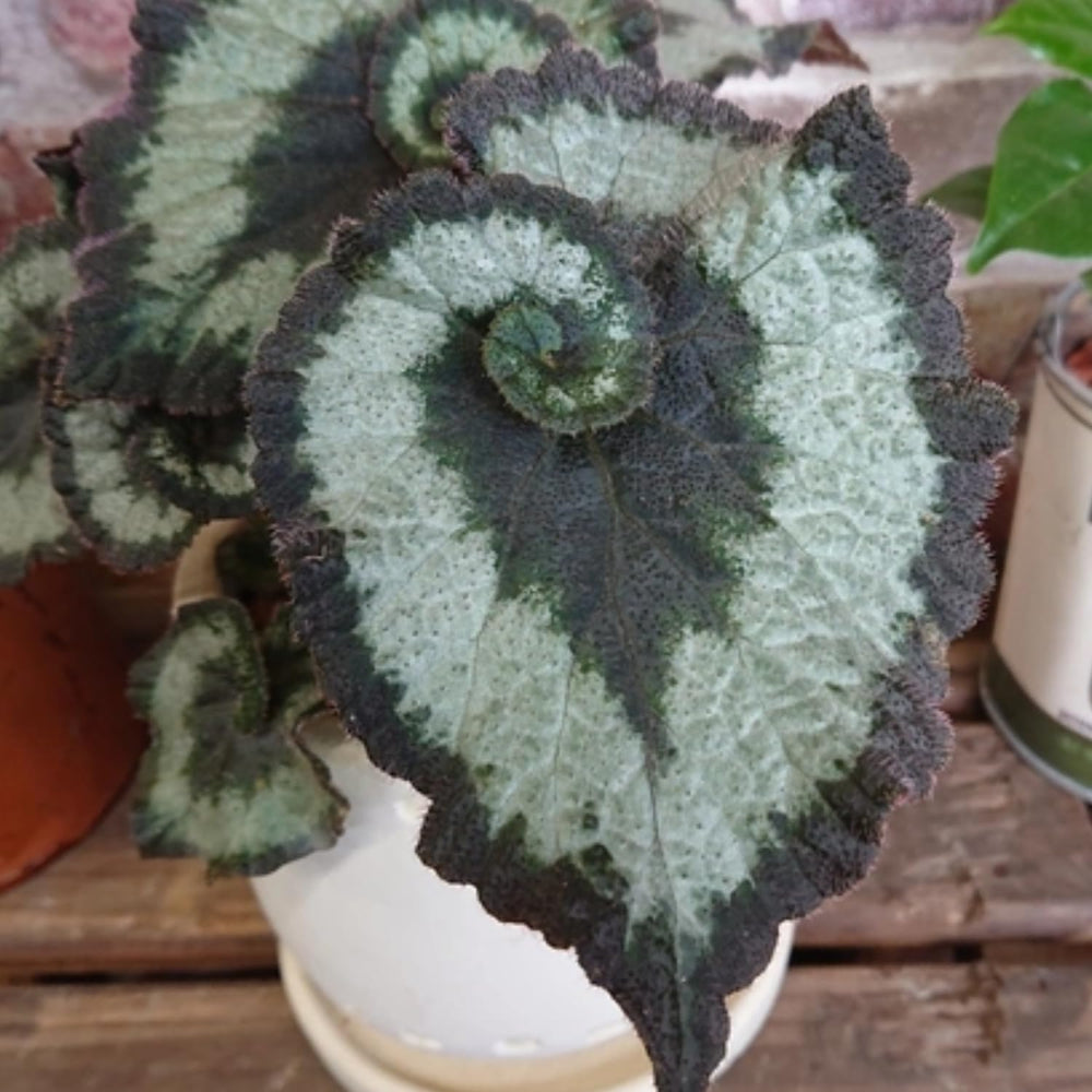 2 Live Begonia Angel Wing Maculata Set, Size 5-9 Inch Tall, Silver Green Polka Dot Begonia Plants, Indoor Outdoor Decorative Houseplants