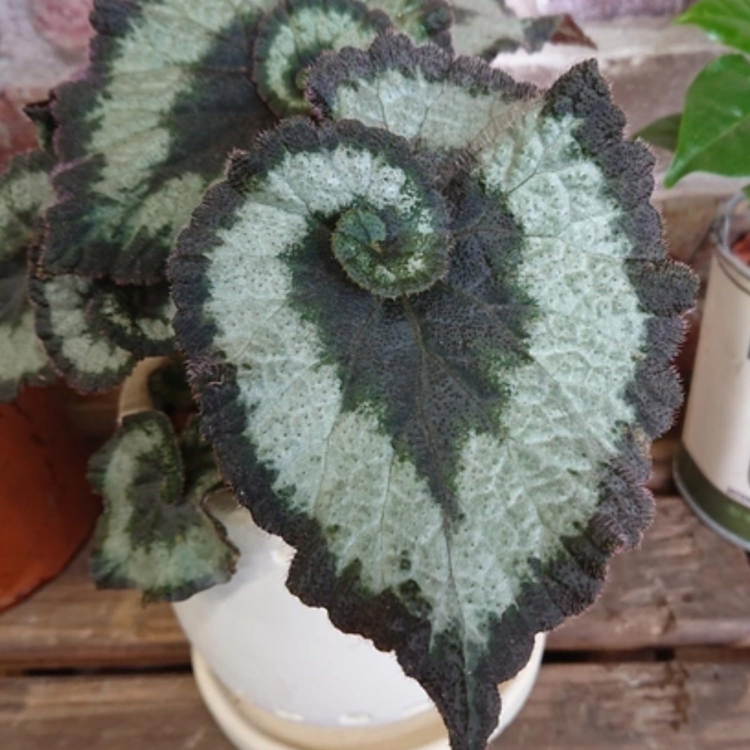 2 Live Begonia Angel Wing Maculata Set, Size 5-9 Inch Tall, Silver Green Polka Dot Begonia Plants, Indoor Outdoor Decorative Houseplants
