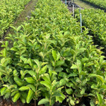 Pink Guava Tree Live Plant, 12-16 Inches Tall in Half Gallon Pot, Tropical Fruit Tree, Cold Hardy, Zones 9-11