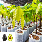 1 Year Old Live HASS Avocado Tree Plant, Well-Rooted Fruit Tree in Half Gallon Pot, 8–16 Inch, Easy to Grow, No CA