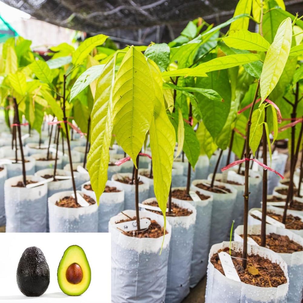 1 Year Old Live HASS Avocado Tree Plant, Well-Rooted Fruit Tree in Half Gallon Pot, 8–16 Inch, Easy to Grow, No CA