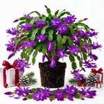 4 Christmas Cactus Plants Live, 5-9 Inch Tall (Purple)