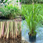 5 Live Lemongrass Plants, Lemon Grass Rooted Stalks, Fragrant Herb for Indoor and Outdoor Gardening, 4-7 Inches