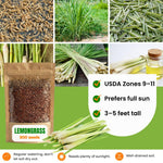 800 Lemongrass Seeds for Outside, Lemon Grass Seed for Planting, Perennial Seed, Ready to Grow Herb Garden