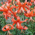 10 Turks Cap Lily Bulbs Roots, Tiger Lily Flower Root Plant, No Leaf, Well Rooted Ready to Plant, Summer Bloom, Orange Flower Live Plant
