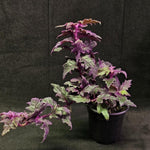Set 2 Gynura Purple Passion Plants 4-8'' Tall, Royal Velvet Plant, Purple Indoor Plant for Home Décor, No Pot