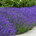 Pack 4 Phenominal Live Lavender Plants for Outside, Blue Purple Lavender Plants No Pot, 5-7" Tall Gardening Indoor Outdoor Spring Planting