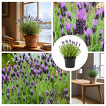 Purple Lavender Plant Live, Live Lavender Plants for Outside, Lavandula Starter Plant in 4 Inches Pot, Fragrant Plant for Indoor Outdoor Planting