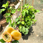 Passion Fruit Plant Live, Passion Fruit Tree Live Plant, Yellow Passionfruit Vine 4 to 6Inc Long