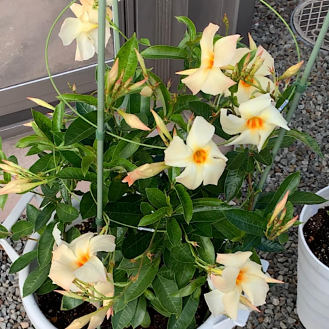 2 Apricot Mandevilla Plants Live, Mandevilla Flower Live Plants, Live Mandevilla Plant, 4 Inc to 7 Inc Tall, Mandevilla Well Rooted for Garden