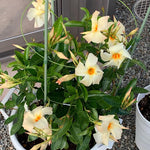 Set of 2 Mandevilla Live Plants, Apricot Mandevilla Flower Plants, 4 to 6 Inches Tall Garden