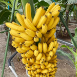 Banana Plant Live, Grand Nain Banana Tree Live Plant, Hardy Banana Fruit Seedling 4 to 8 Inch Tall, Indoor Outdoor