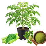 Live Moringa Tree, Moringa Oleifera Plant, 4-8 Inches Tall