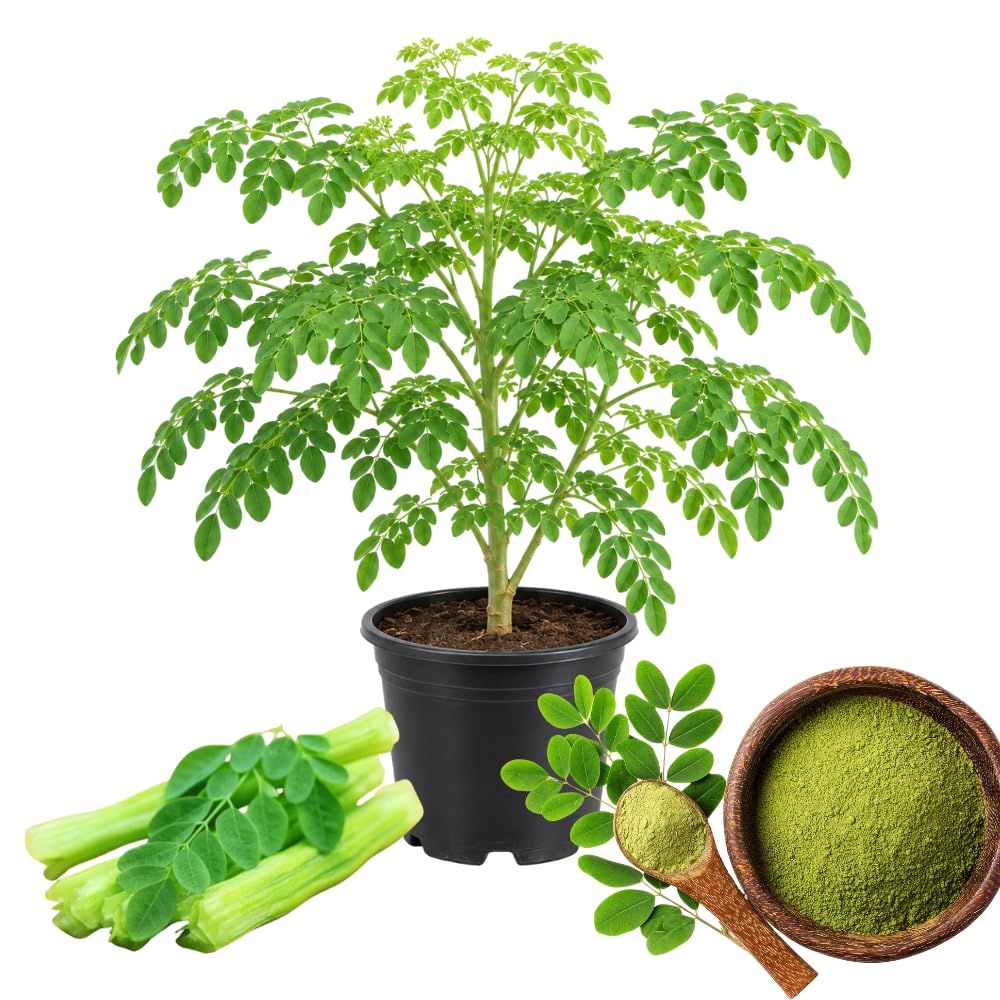 Live Moringa Tree, Moringa Oleifera Plant, 4-8 Inches Tall