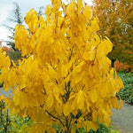 2 Pawpaw Trees Live Dormant, Cold Hardy Paw Paw Fruit Seedlings Bare Root 6-12 Inch Tall, Indoor Outdoor