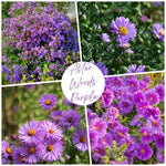 Aster Live Plant, Aster Plant Live, Perennial Asters Plants, Vibrant Flower Blooms, 5-7 Inches in Height for Growing (Purple)