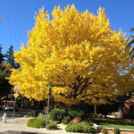 6-12" Ginkgo Biloba Tree Live Plant Seedling in Quart Pot, Ginkgo Tree Plant, Live Gingko Trees, Gingko Trees Seedlings, No CA