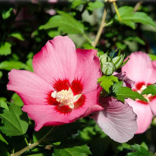 2 Althea Rose of Sharon Hibiscus Shrubs Live Seedlings, Bareroots 1 to 2 Feet Tall, Hardy Perennial Flowering Bushes for Garden (Pink)