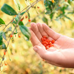Set 2 Goji Berry Live Plant 4-7 Inches, Goji Berries Fruit Shrub Starter for Garden, High Yield, Ready to Grow