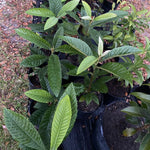 Loquat Tree Live Plant in 4" Pot, 5-9 Inch Tall Fruit Tree Seedling, Hardy Loquat Plant for Outdoor Growing