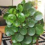 Set 6 Pilea Peperomioides Plants Live, Live Pilea Peperomioides Plants, 3 to 5 Inc Long, Money Plants Live, Money Plants Pot, Pilea Peperomioides Live Plant