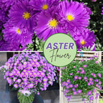 Aster Plants Live, Asters Perennial Live Plants, Vibrant Purple Blooms, 5 to 7 Inches Tall, Ideal for Indoor Outdoor Gardening