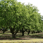 Hazelnut Tree Bare Root - 1-2 Ft Tall Live Hazelnut Plant