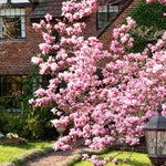 Magnolia Tree Live Plant 6 to 12 Inch Height, Fragrant Magnolia Plant Live to Grow, Magnolia Bush Flowers (Saucer Magnolia)