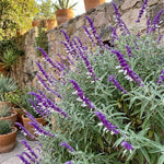 3 Light Purple Salvia Sage Plants 4–7" Tall, Perennial Live Flowering Garden Plants for Outdoor Growing, Vibrant Salvia Plant Starter