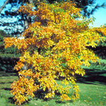 Set 2 Sassafras Seedlings Trees Live Plants, Dormant in Winter, Well-Rooted from 6 to 12 Inches Tall, 1 Year Old Tree, Cold Hardy, Sassafras Tree Live Plant