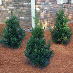 Oak Holly Tree Live Plant in Gallon Pot, Holly Shrub, Ornamental Holly Live Plant