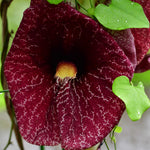2 Dutchman's Pipe Vine Giant Live Tropical Plants, 6-12" in Tall, Dormant and Bare Root in Winter, Fast Growing