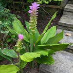 2 Ginger Curcuma Turmeric Plants Live 4-6 Inch Tall, Ginger Plant Live for Planting