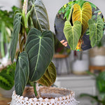 Philodendron Live Plant, Rare Variegated Houseplant 5-8 Inch Tall, Indoor Live Plant for Home or Office Decor, No Pot (Black Gold Philodendron)
