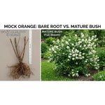 Mock Orange Live Plant in Quart Pot, Fragrant White Mock Orange Shrubs, Hardy Flowering Shrub for Outdoor Planting