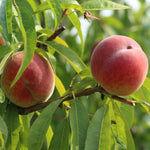 Ruby Peach Tree Live Plant, Tropical Fruit Tree, 1-2 Ft Tall