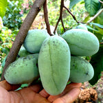 4 Cold Hardy Pawpaw Tree Live Plant Bare Roots, Paw Paw Fruit Well Rooted Dormant, No Leaves, 6 to 9 Inc Tall