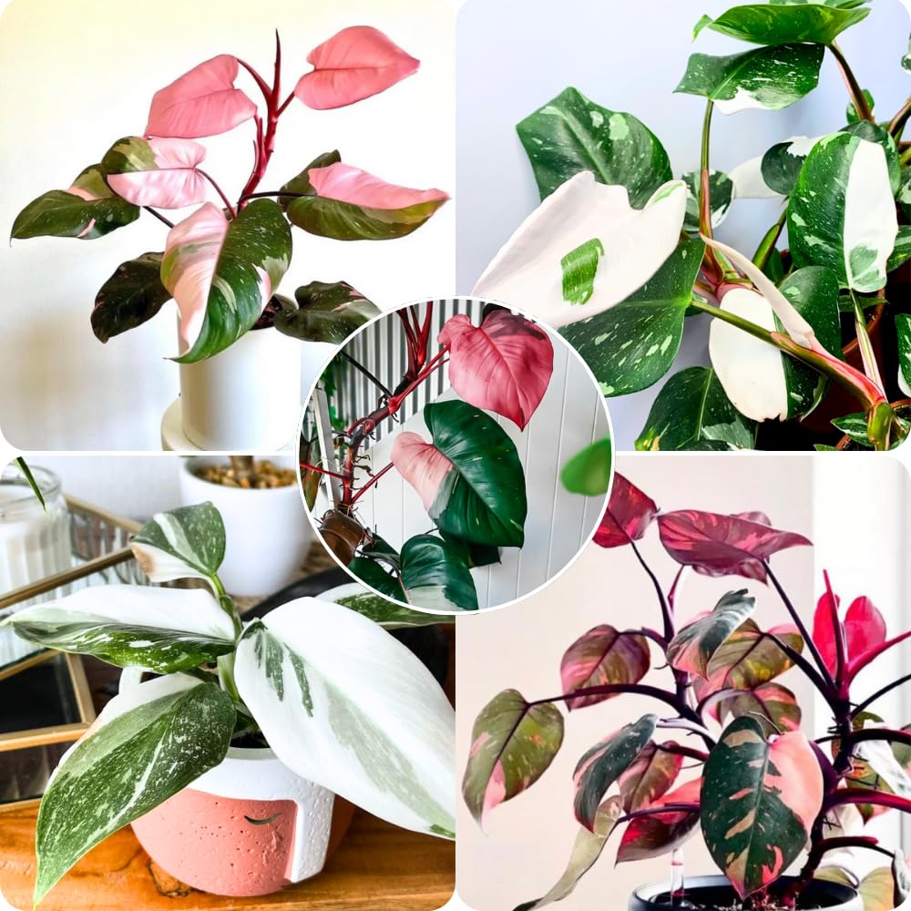 2 Assorted Princess Philodendron Plants, Variegated Leaf Houseplant, Tropical Indoor Plant 5 to 8 Inches Tall Well-Rooted, No Pot